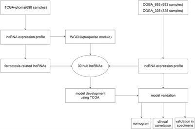 A Novel lncRNA Panel Related to Ferroptosis, Tumor Progression, and Microenvironment is a Robust Prognostic Indicator for Glioma Patients